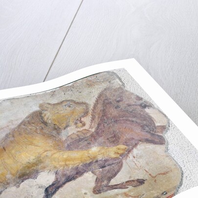 A Tiger attacking a Wild Boar by Roman