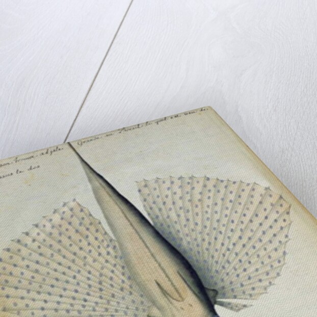 Fish found at Ilha Grande, Brazil by French School