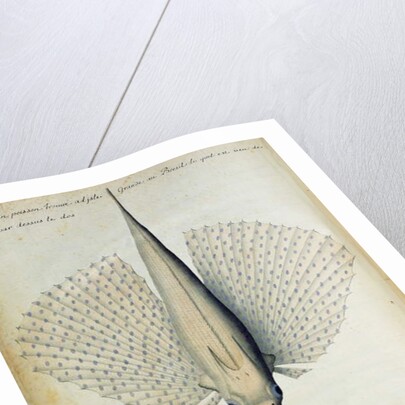 Fish found at Ilha Grande, Brazil by French School