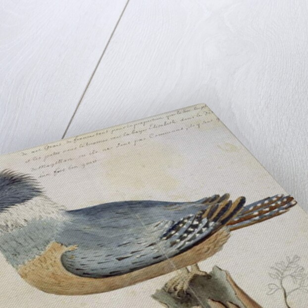 Bird, close to the Jay of France, near the Strait of Magellan by French School