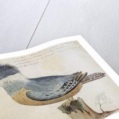 Bird, close to the Jay of France, near the Strait of Magellan by French School