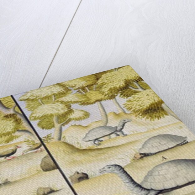 Animals encountered in the Galapagos Islands by French School