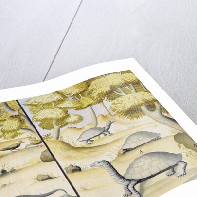 Animals encountered in the Galapagos Islands by French School