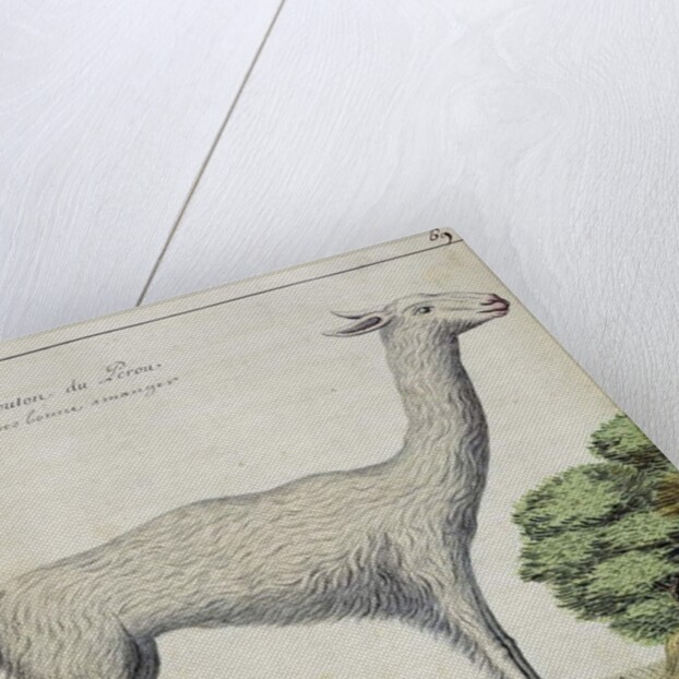 Sheep of Peru by French School