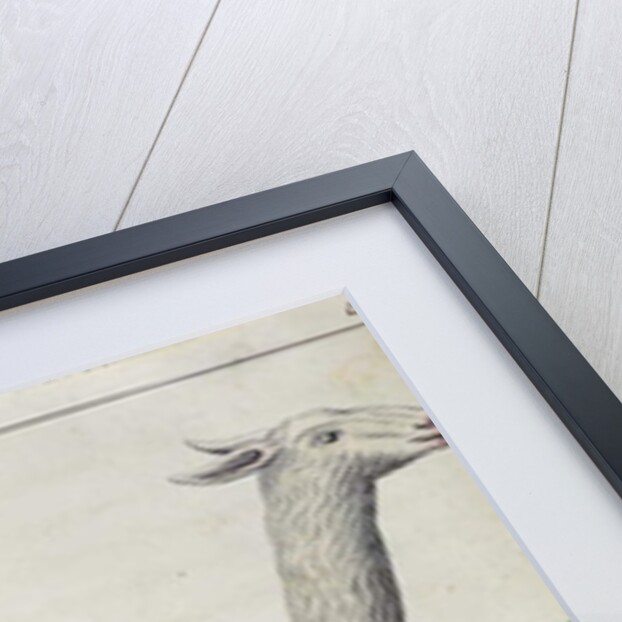 Sheep of Peru by French School