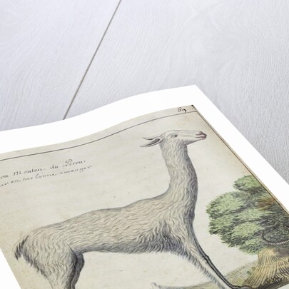 Sheep of Peru by French School