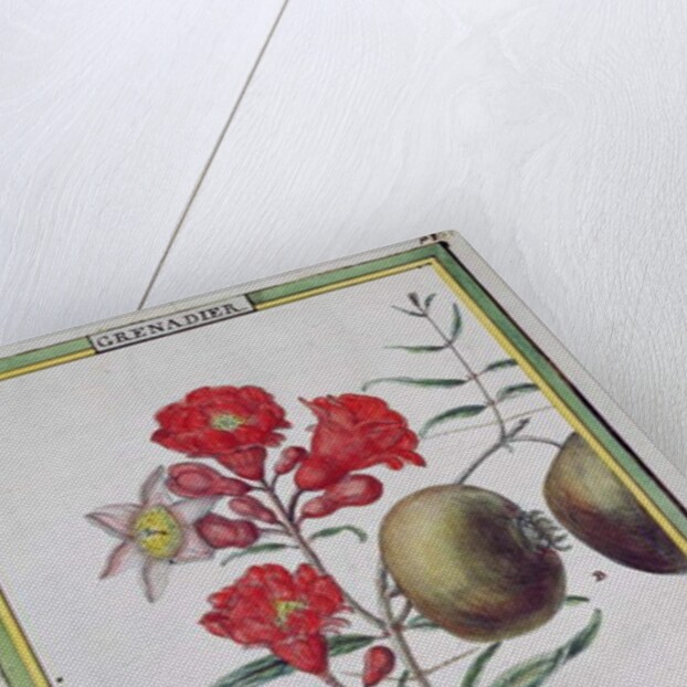 Pomegranate Tree by Delahaye Delahaye