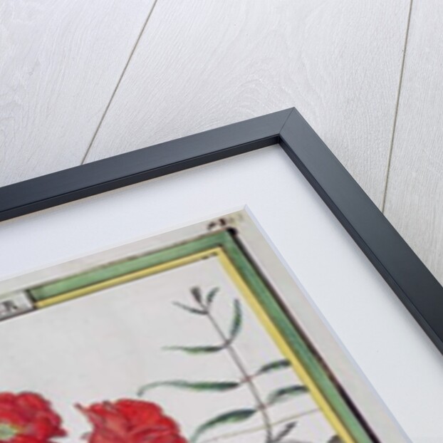 Pomegranate Tree by Delahaye Delahaye