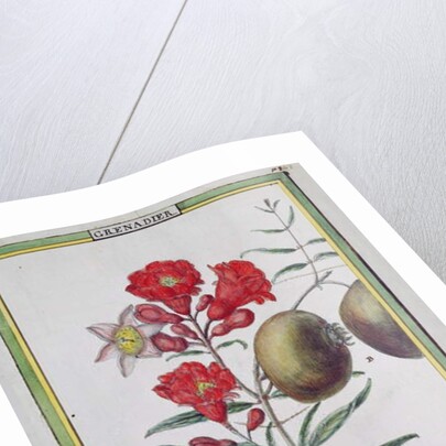 Pomegranate Tree by Delahaye Delahaye