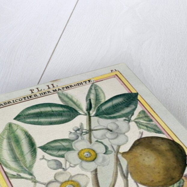 Hermaphrodite apricot tree by Delahaye Delahaye