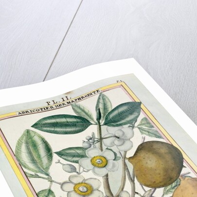 Hermaphrodite apricot tree by Delahaye Delahaye