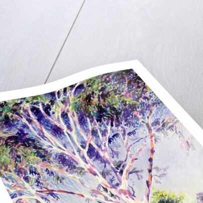 Gum Tree, Australia by Robert Tyndall