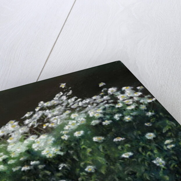 Shasta Daisies, 1992 by Anthony Rule