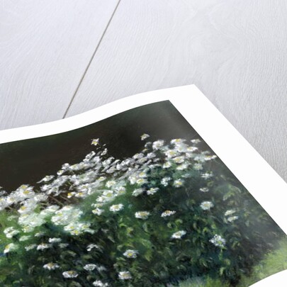 Shasta Daisies, 1992 by Anthony Rule