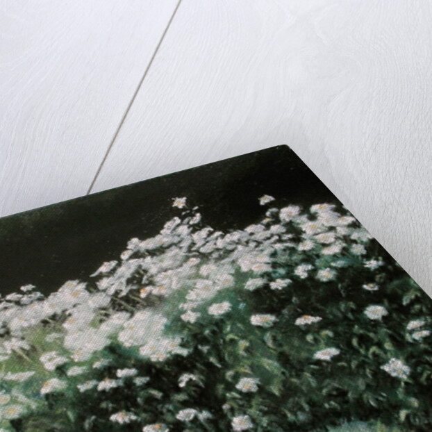 Shasta Daisies, 1992 by Anthony Rule