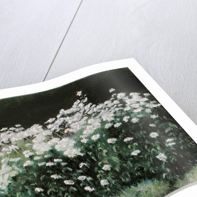Shasta Daisies, 1992 by Anthony Rule