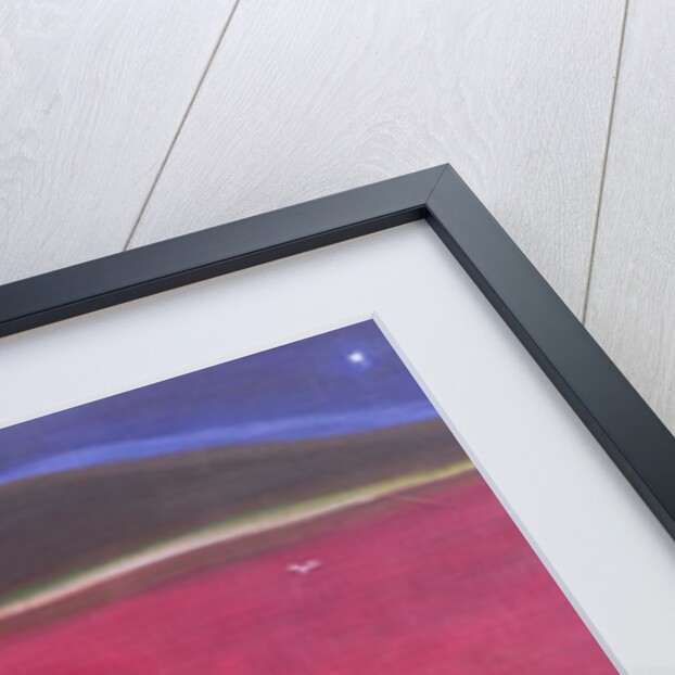 The Exiled, 2002 by Roya Salari