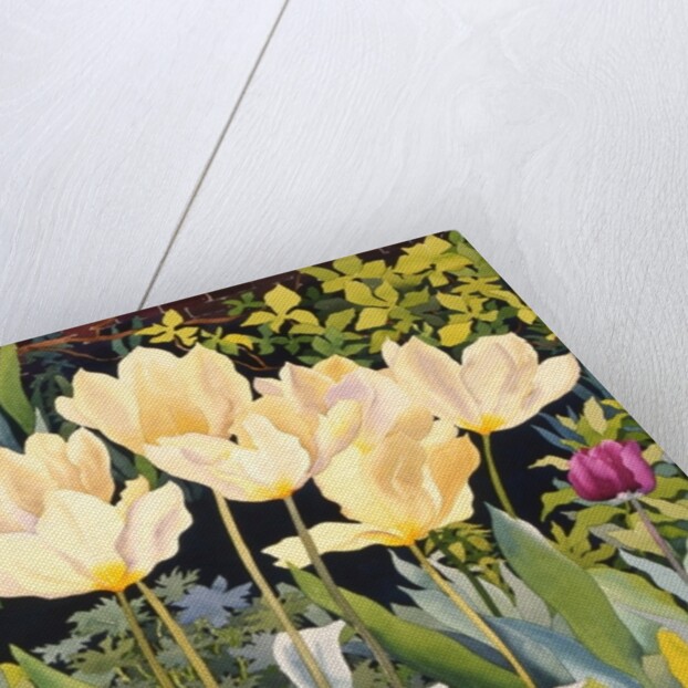 Pale Tulips by Christopher Ryland