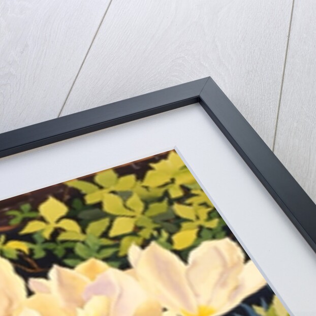 Pale Tulips by Christopher Ryland