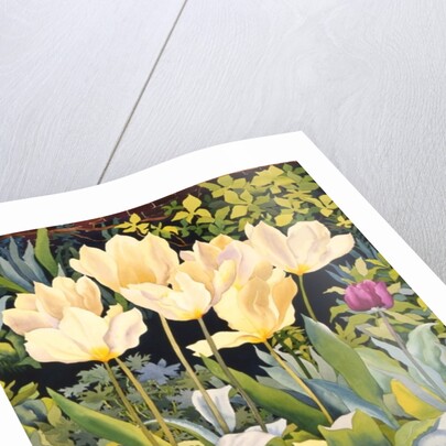 Pale Tulips by Christopher Ryland