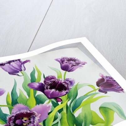 Purple Fringe Tulips, 2015 by Christopher Ryland