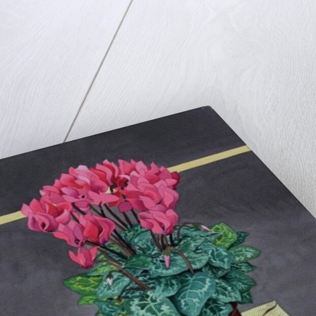 Still Life Cyclamen, 2014 by Christopher Ryland