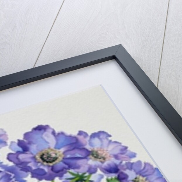 Scabious with Yellow Band, 2015 by Christopher Ryland