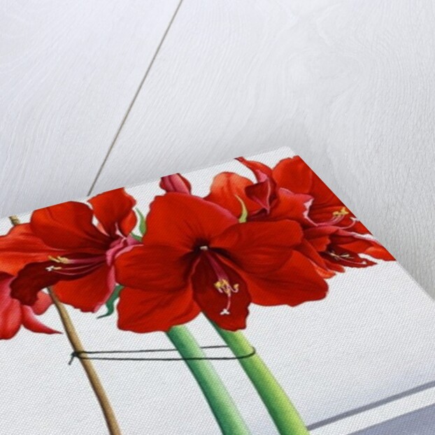 Red Amaryllis 2, 2016 by Christopher Ryland