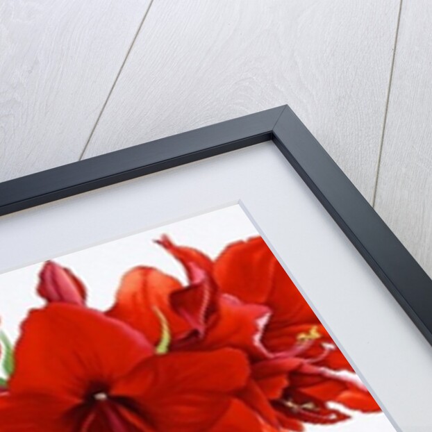 Red Amaryllis 2, 2016 by Christopher Ryland