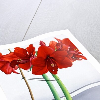 Red Amaryllis 2, 2016 by Christopher Ryland