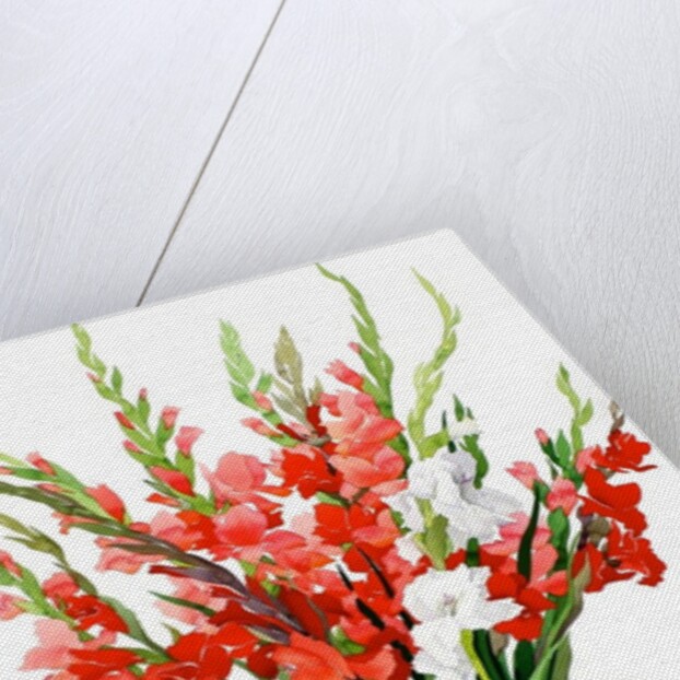 Red and White Gladioli by Christopher Ryland