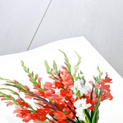 Red and White Gladioli by Christopher Ryland