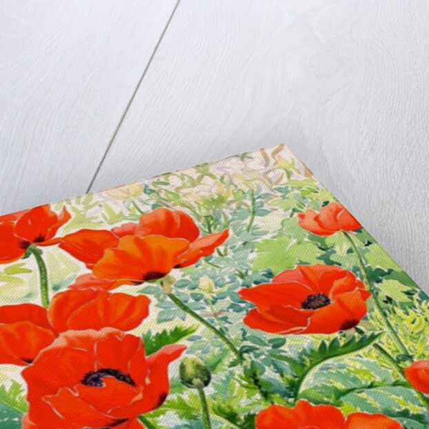 Garden Red Poppies, 2016 by Christopher Ryland