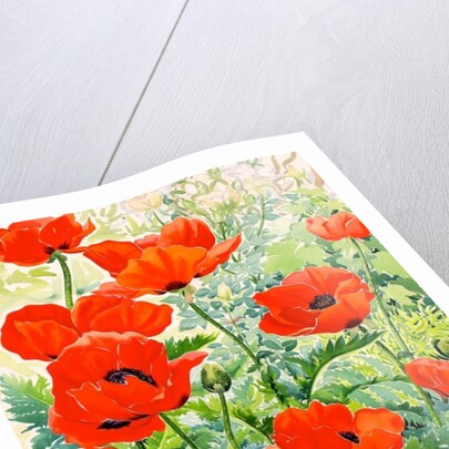 Garden Red Poppies, 2016 by Christopher Ryland