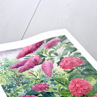 Garden Hydrangeas and Buddleia, 2016 by Christopher Ryland
