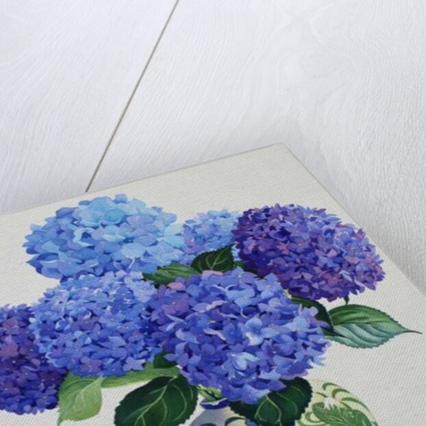 Blue Hydrangeas, 2016 by Christopher Ryland