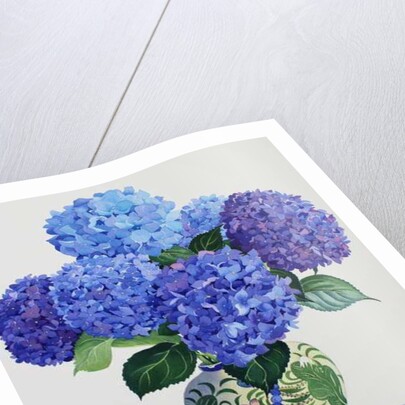 Blue Hydrangeas, 2016 by Christopher Ryland