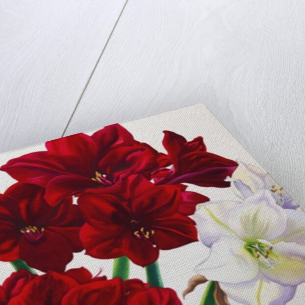 Red and White Amaryllis, 2008 by Christopher Ryland