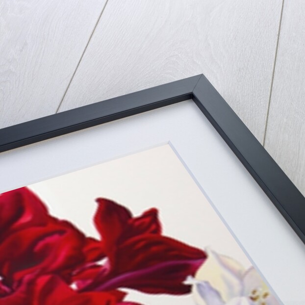 Red and White Amaryllis, 2008 by Christopher Ryland