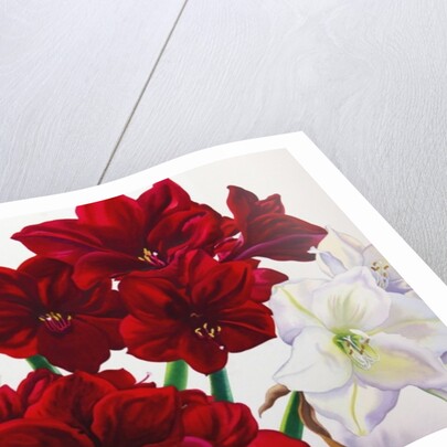 Red and White Amaryllis, 2008 by Christopher Ryland