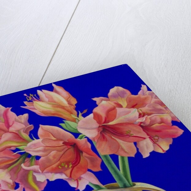 Amaryllis in a jug, 2007 by Christopher Ryland