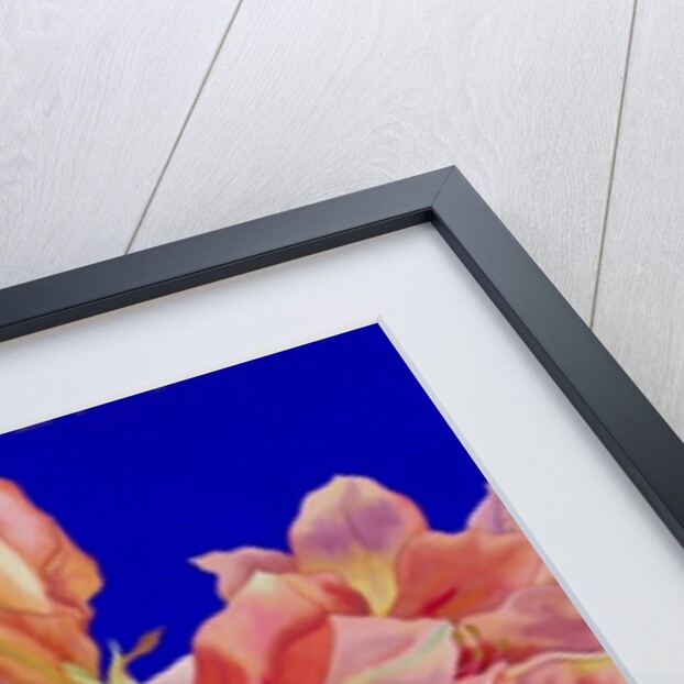 Amaryllis in a jug, 2007 by Christopher Ryland