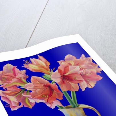 Amaryllis in a jug, 2007 by Christopher Ryland