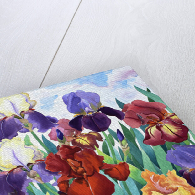 Glemsford Irises, 2017 by Christopher Ryland