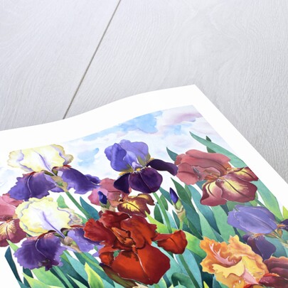 Glemsford Irises, 2017 by Christopher Ryland