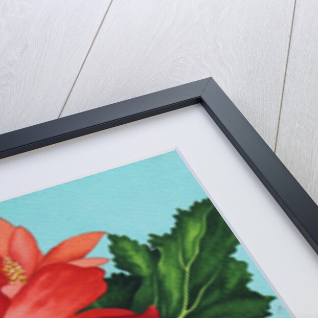 Red Begonias by Christopher Ryland