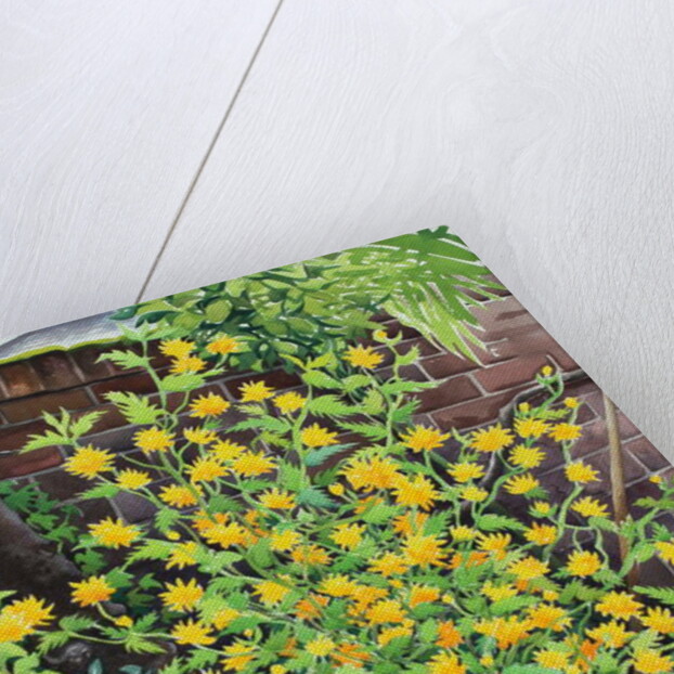 Kerria japonica, 2018 by Christopher Ryland