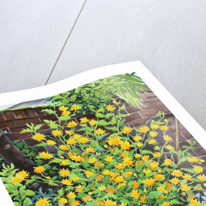 Kerria japonica, 2018 by Christopher Ryland