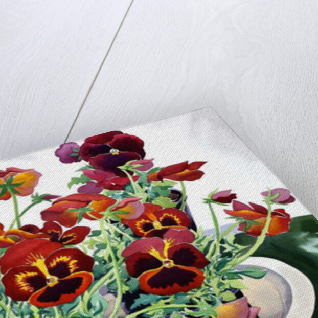 Pansies, 2018 by Christopher Ryland