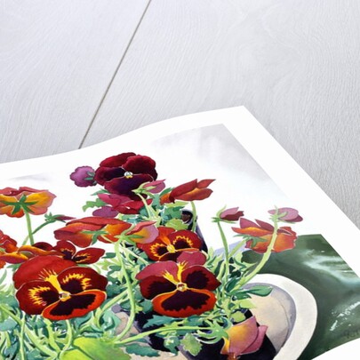 Pansies, 2018 by Christopher Ryland
